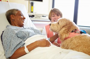 online horse liability insurance