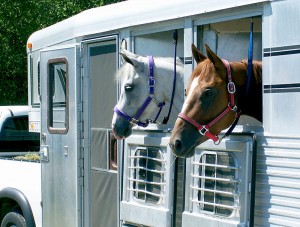 equine insurance
