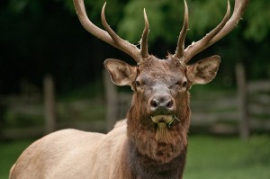 animal insurance online