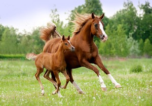 horse mortality insurance