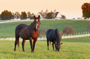 online horse medical insurance