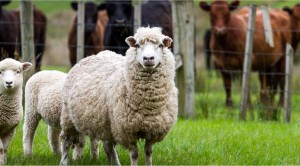 animal assisted growth and development services insurance