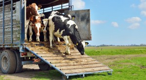 animal transit insurance