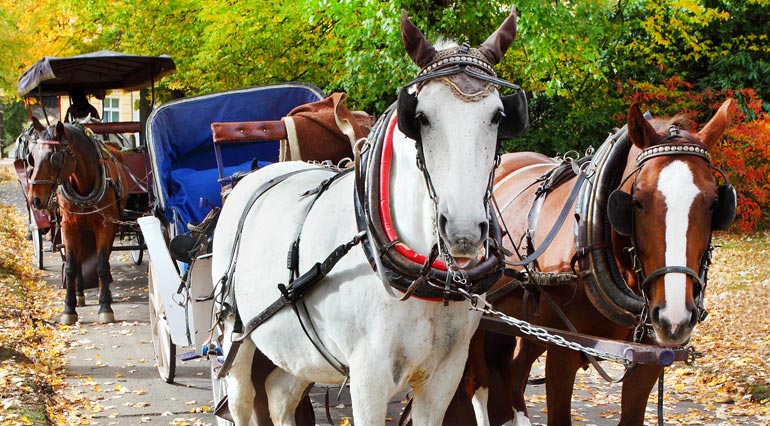 carriage and wagon ride insurance