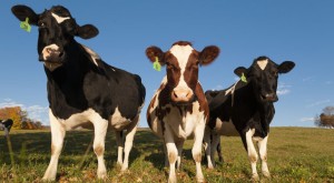 cattle livestock insurance