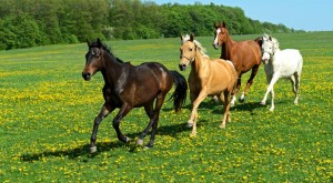 horse club and association liability