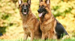 dog insurance