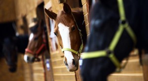 equine assisted services