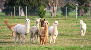 equine insurance