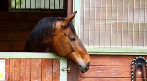 horse boarding