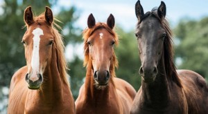 horse breeding
