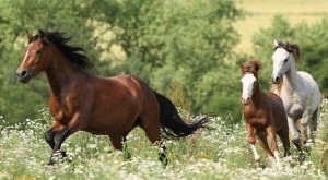 horse care and custody