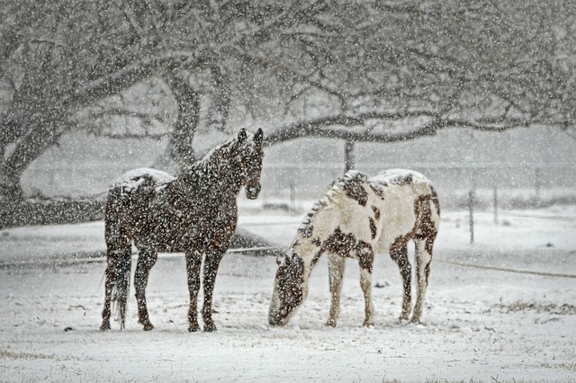 How to stay warm when caring for horses this winter