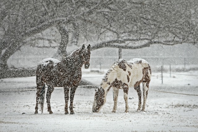 horse association insurance online