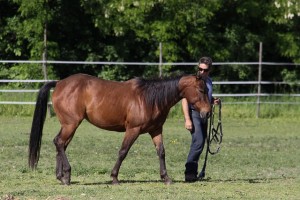 equine professional liability insurance online