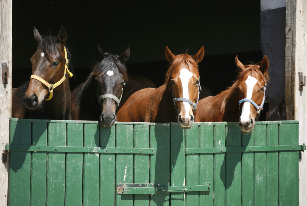Types of insurance to cover your Horse Types of insurance to cover your Horse