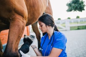vet examining horse’s leg