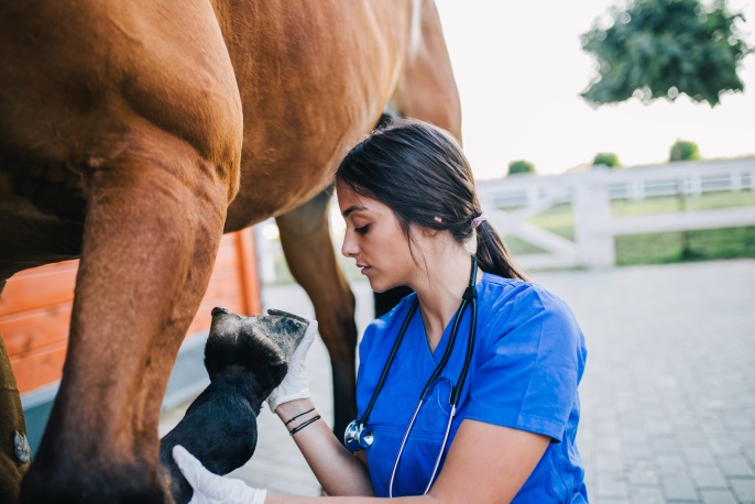 Caring for Your Horse’s Legs