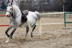 horse running on a lead