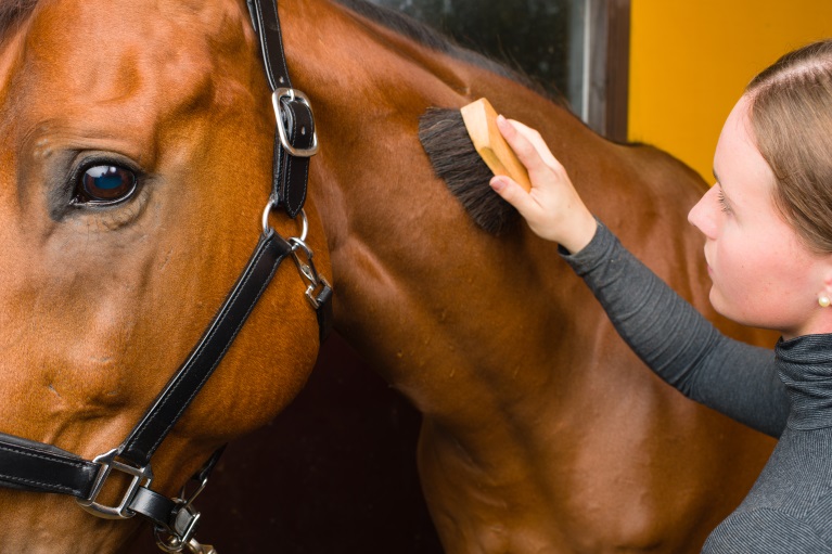 Liability Insurance for Equine-Assisted Therapeutic Programs