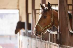 horse in a stable