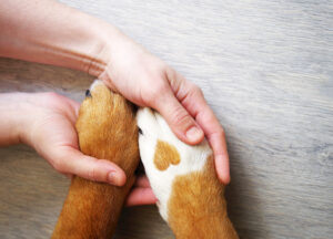 Animal Life Insurance